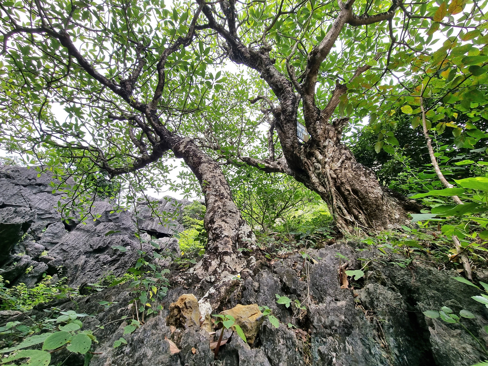 Một cây cổ thụ kỳ bí mọc trên khối đá khổng lồ cạnh chùa Thượng ở Ninh Bình- Ảnh 9.