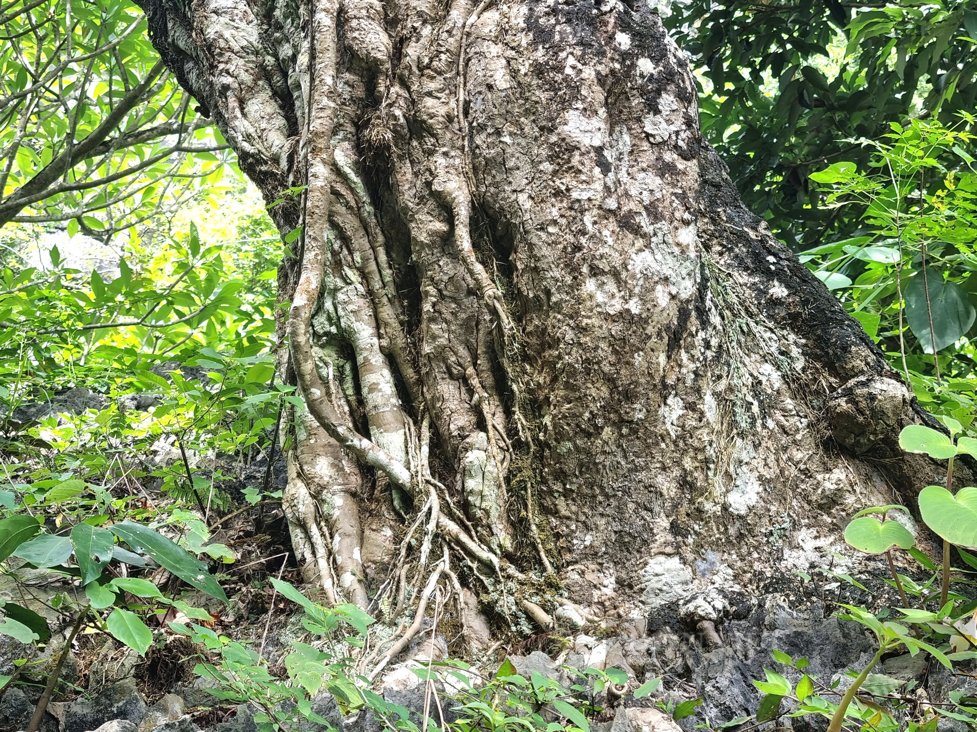Một cây cổ thụ kỳ bí mọc trên khối đá khổng lồ cạnh chùa Thượng ở Ninh Bình- Ảnh 10.