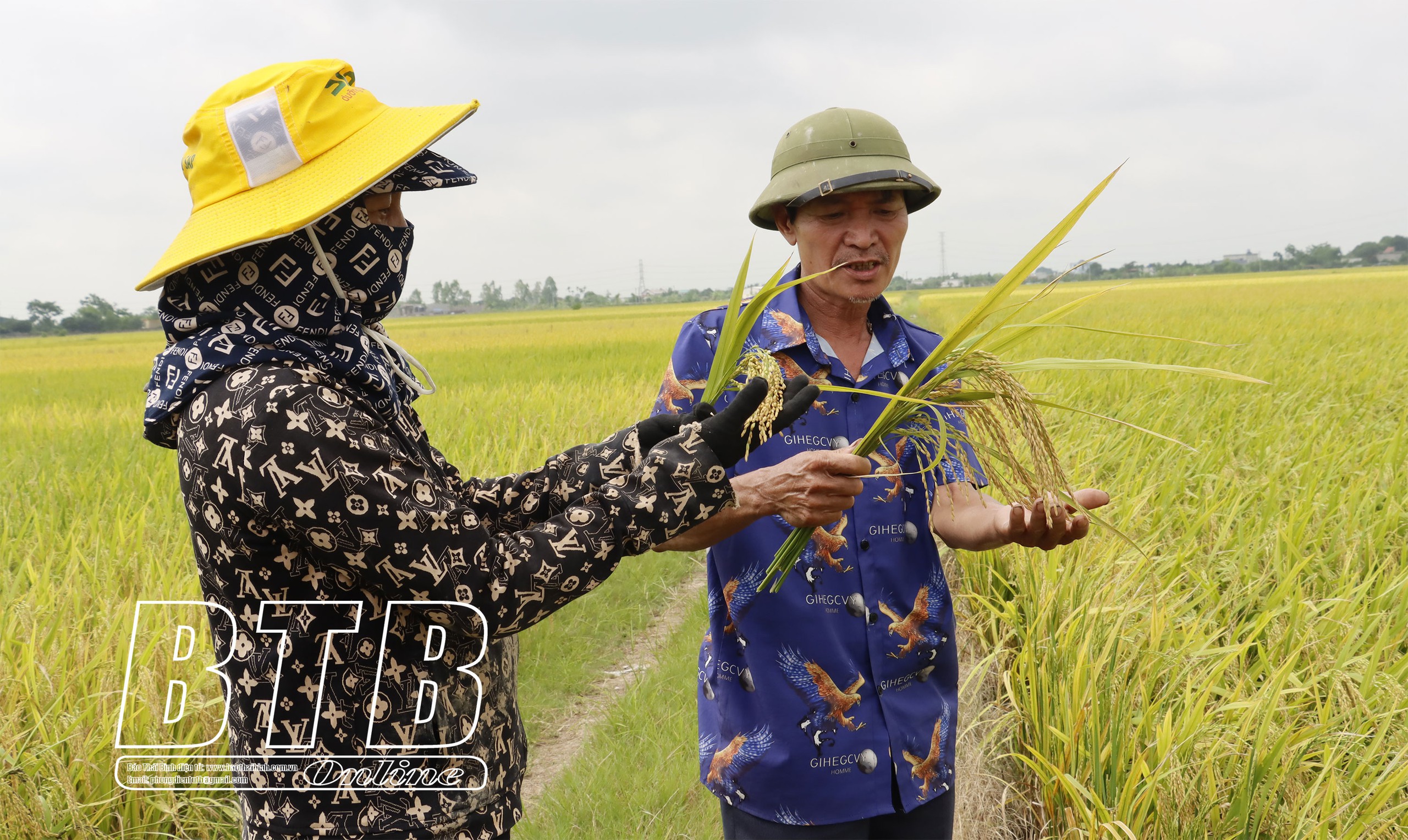Những nông dân nhiều ruộng ở Thái Bình, mỗi vụ thu trăm tấn thóc, làm lúa lãi 600 - 800 triệu/năm- Ảnh 2.