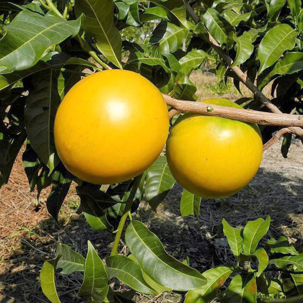 Loại quả ngon "màu vàng thiệt là vàng" xuất xứ từ Đài Loan, trồng ở Vĩnh Long đang bán được giá tại vườn- Ảnh 1.