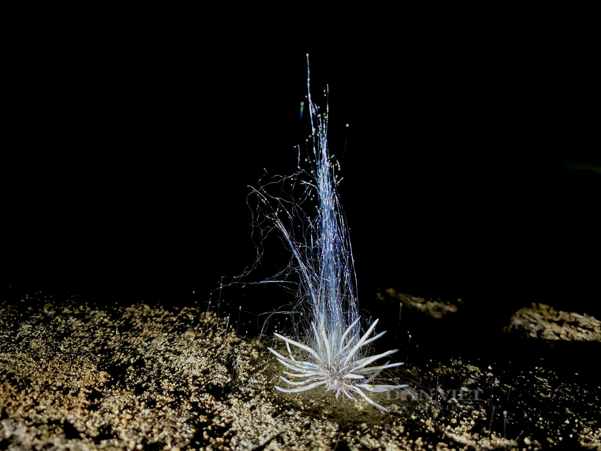 Một sinh vật lạ chưa từng thấy vừa được phát hiện trong hang động sâu ở Phong Nha Kẻ Bàng của Quảng Bình- Ảnh 1.