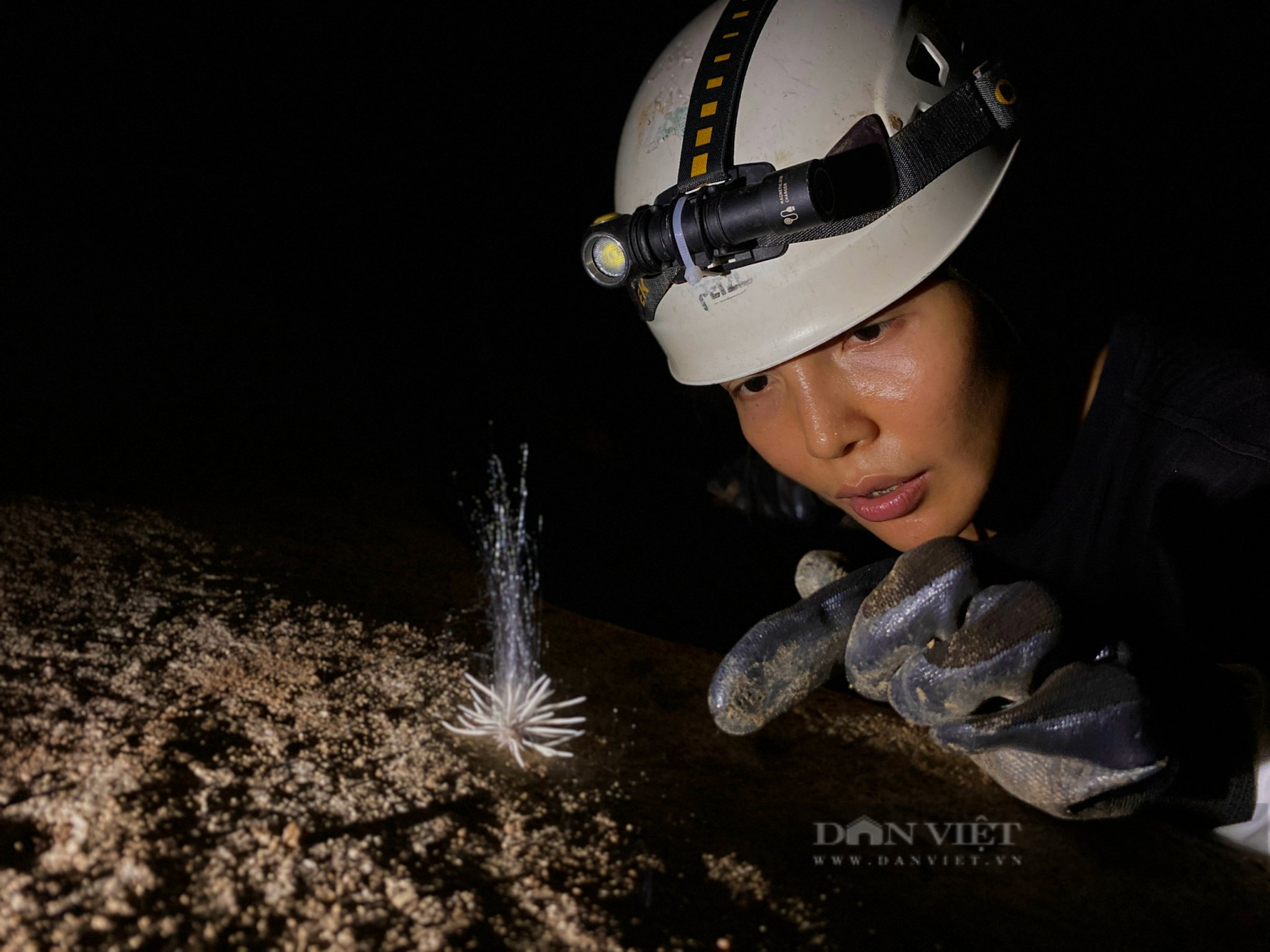 Một sinh vật lạ chưa từng thấy vừa được phát hiện trong hang động sâu ở Phong Nha Kẻ Bàng của Quảng Bình- Ảnh 2.
