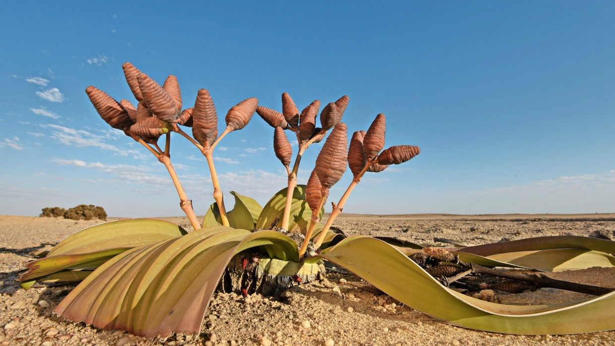 Welwitschia mirabilis