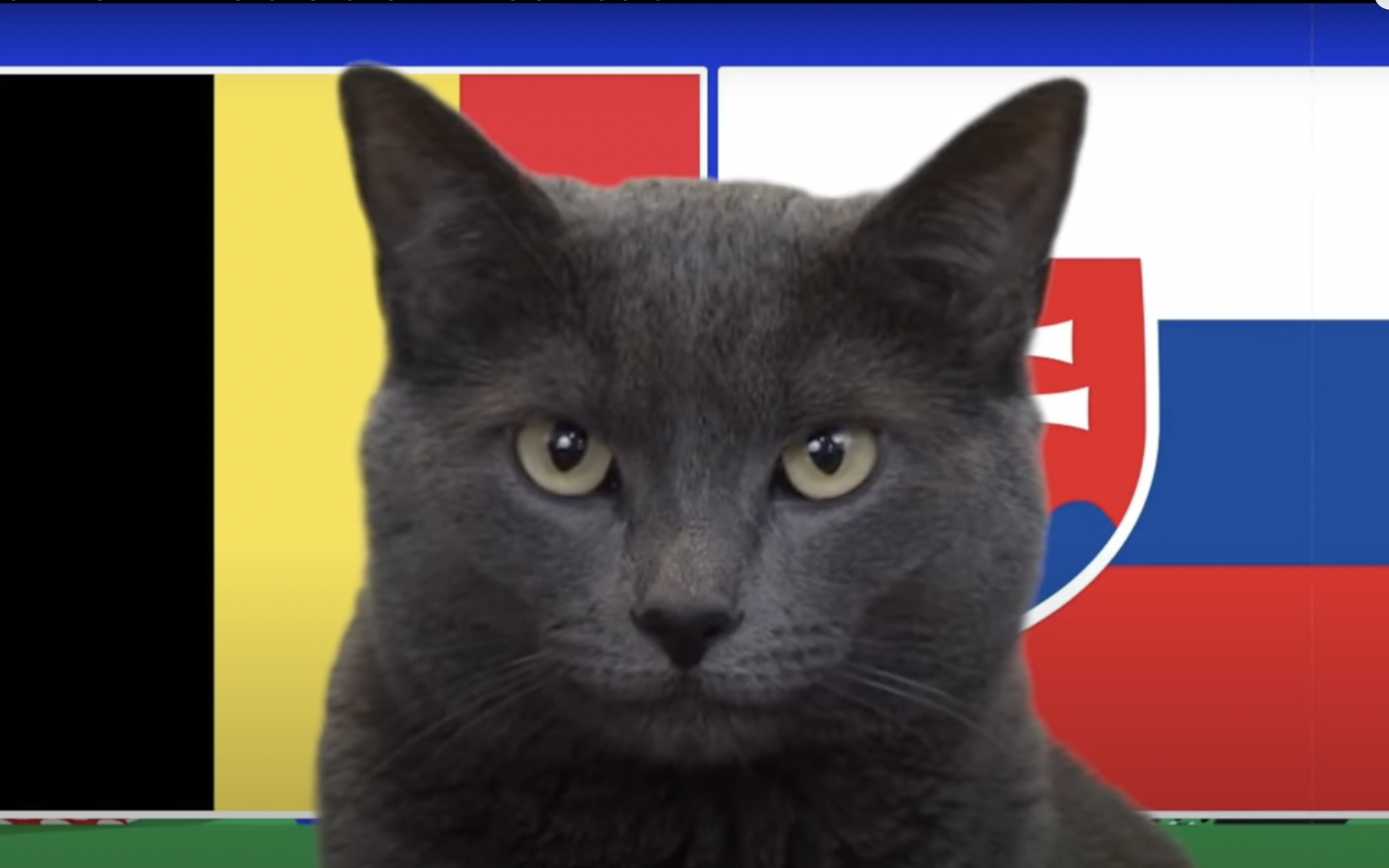 Mèo tiên tri Cass dự đoán kết quả Bỉ vs Slovakia
