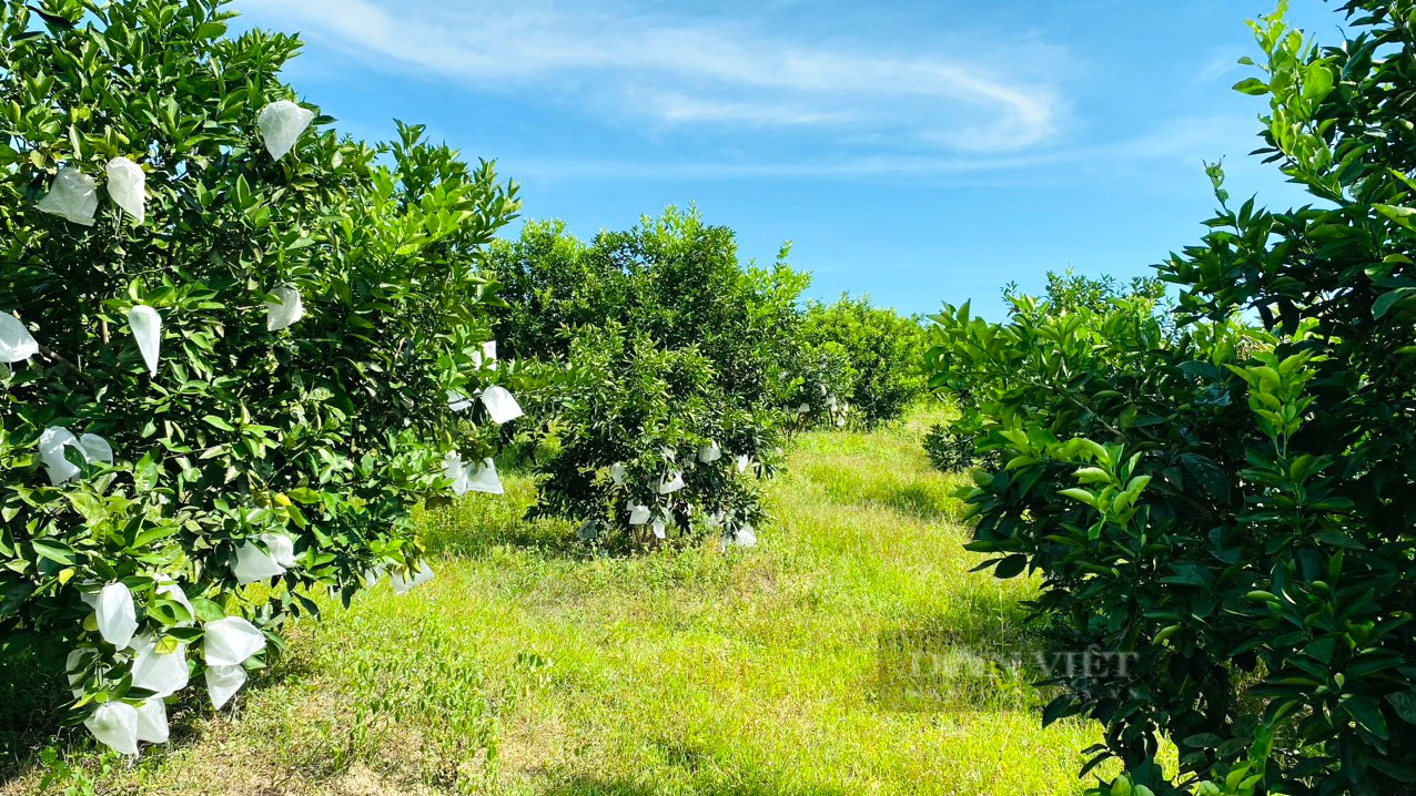 Một ông nông dân Quảng Bình nuôi cá dưới ao, trồng "thập cẩm" cây ăn quả trên vườn, thu 300 triệu/năm- Ảnh 3.