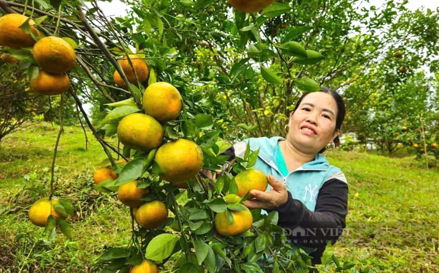 Một ông nông dân Quảng Bình nuôi cá dưới ao, trồng "thập cẩm" cây ăn quả trên vườn, thu 300 triệu/năm- Ảnh 2.