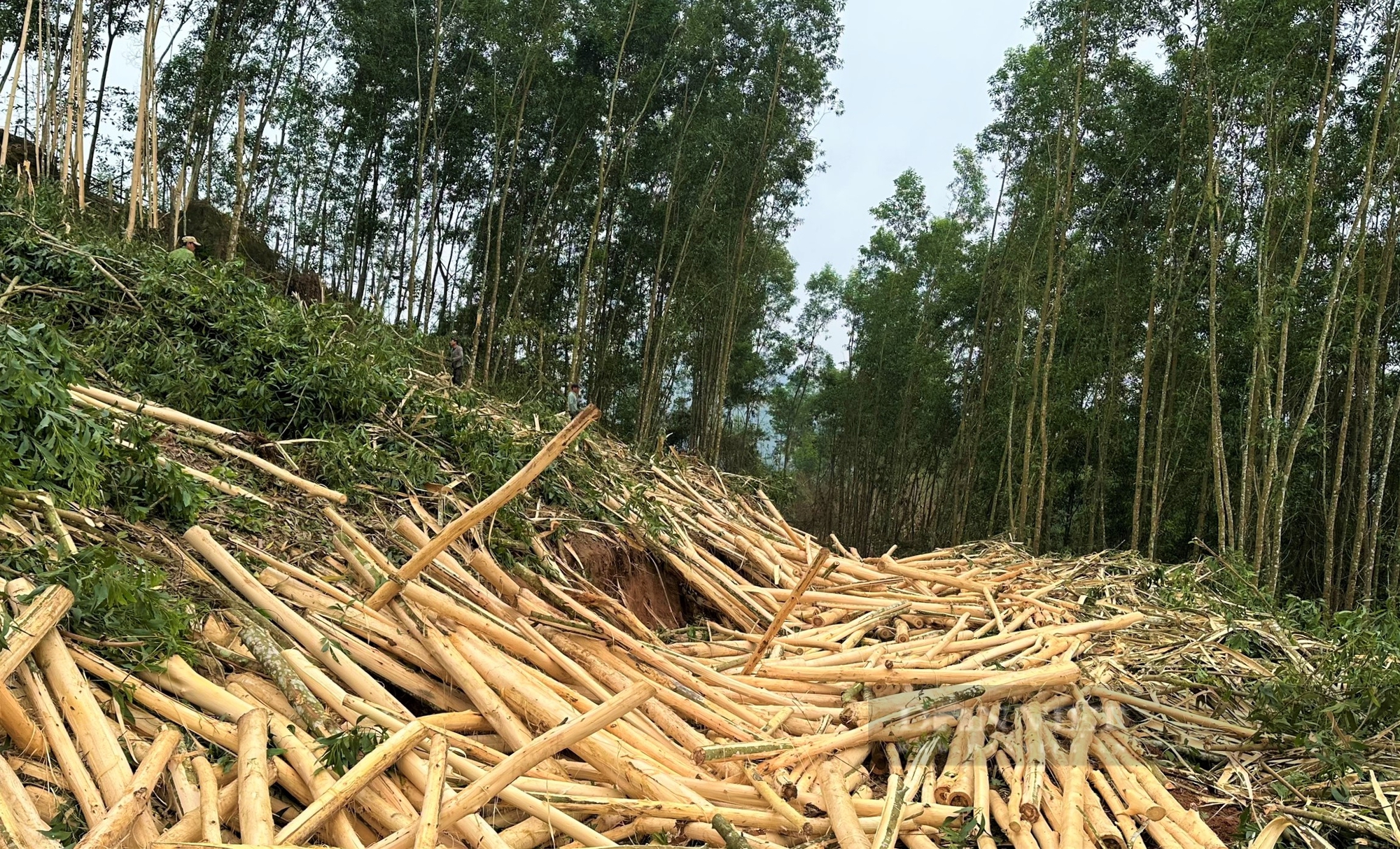 Lâm nghiệp Nghệ An đạt nhiều kết quả nổi bật giúp dân có thu nhập ổn định- Ảnh 4.