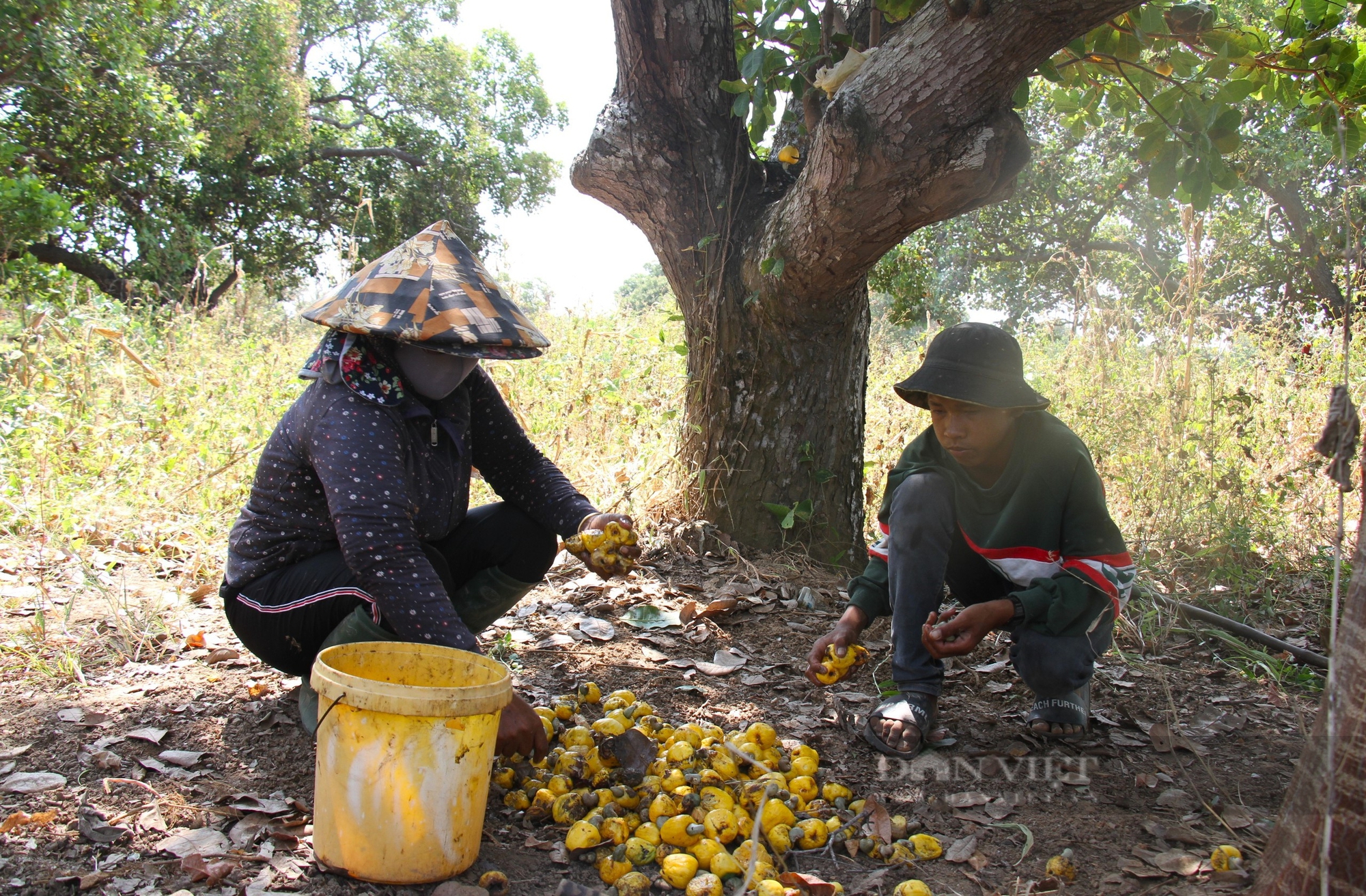Thứ cây "nồi đồng cối đá" này có nơi ngước lên toàn lá, ở một huyện ở Ninh Thuận vẫn ra trái đỏ, tím, vàng- Ảnh 6.