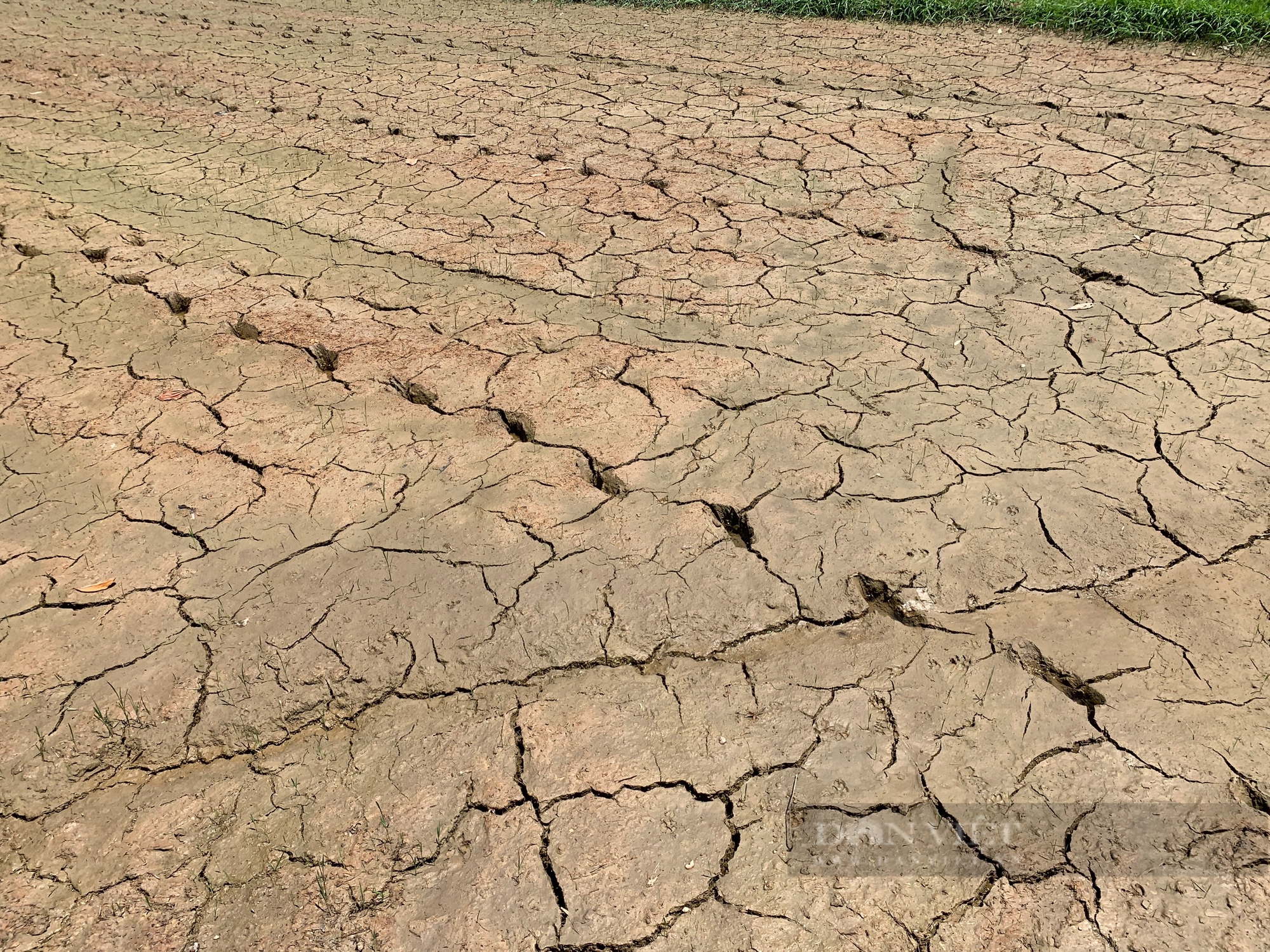 Nước bất ngờ nhiễm mặn, lúa chết khô, nông dân một huyện của TP.Đà Nẵng đứng ngồi không yên- Ảnh 1.