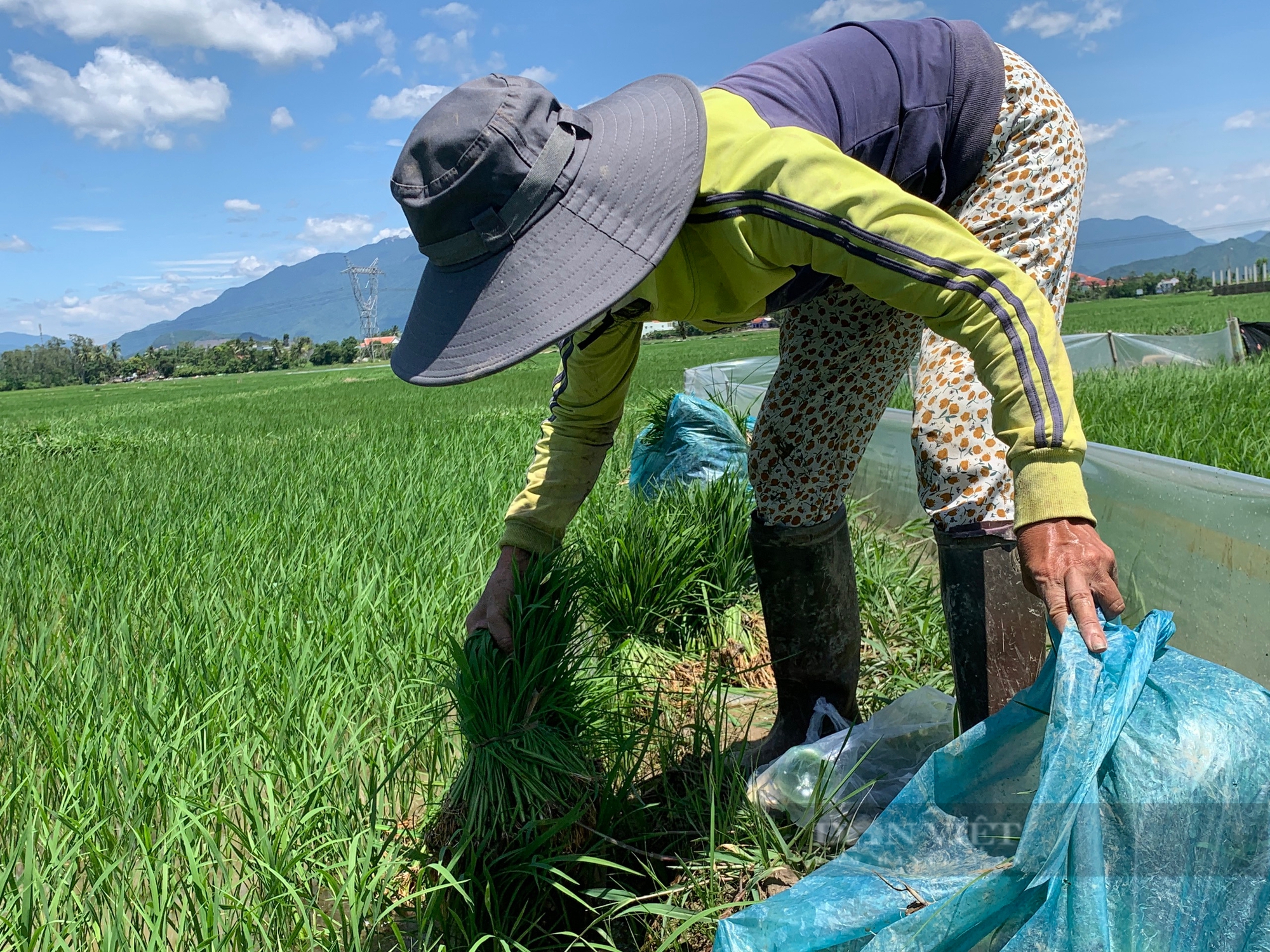 Nước bất ngờ nhiễm mặn, lúa chết khô, nông dân một huyện của TP.Đà Nẵng đứng ngồi không yên- Ảnh 3.