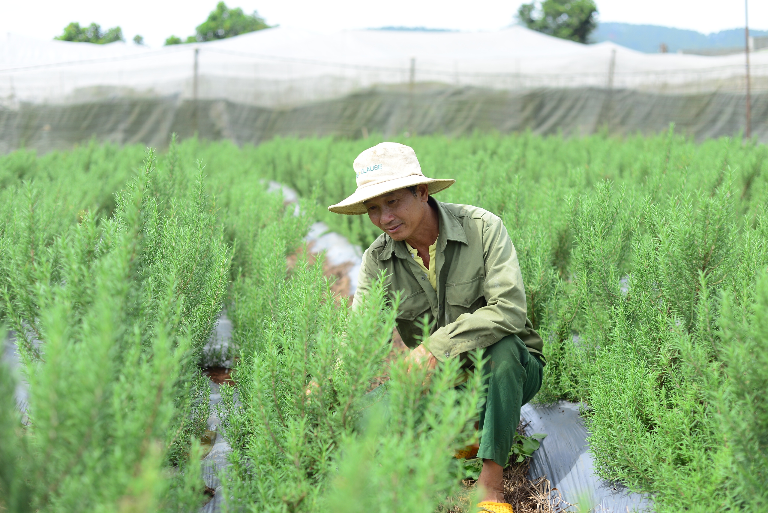 Bỏ phố về quê, vợ chồng trẻ Lâm Đồng trồng thứ cây thơm khắp làng, chiết tinh dầu bán 3 triệu/lít- Ảnh 1.