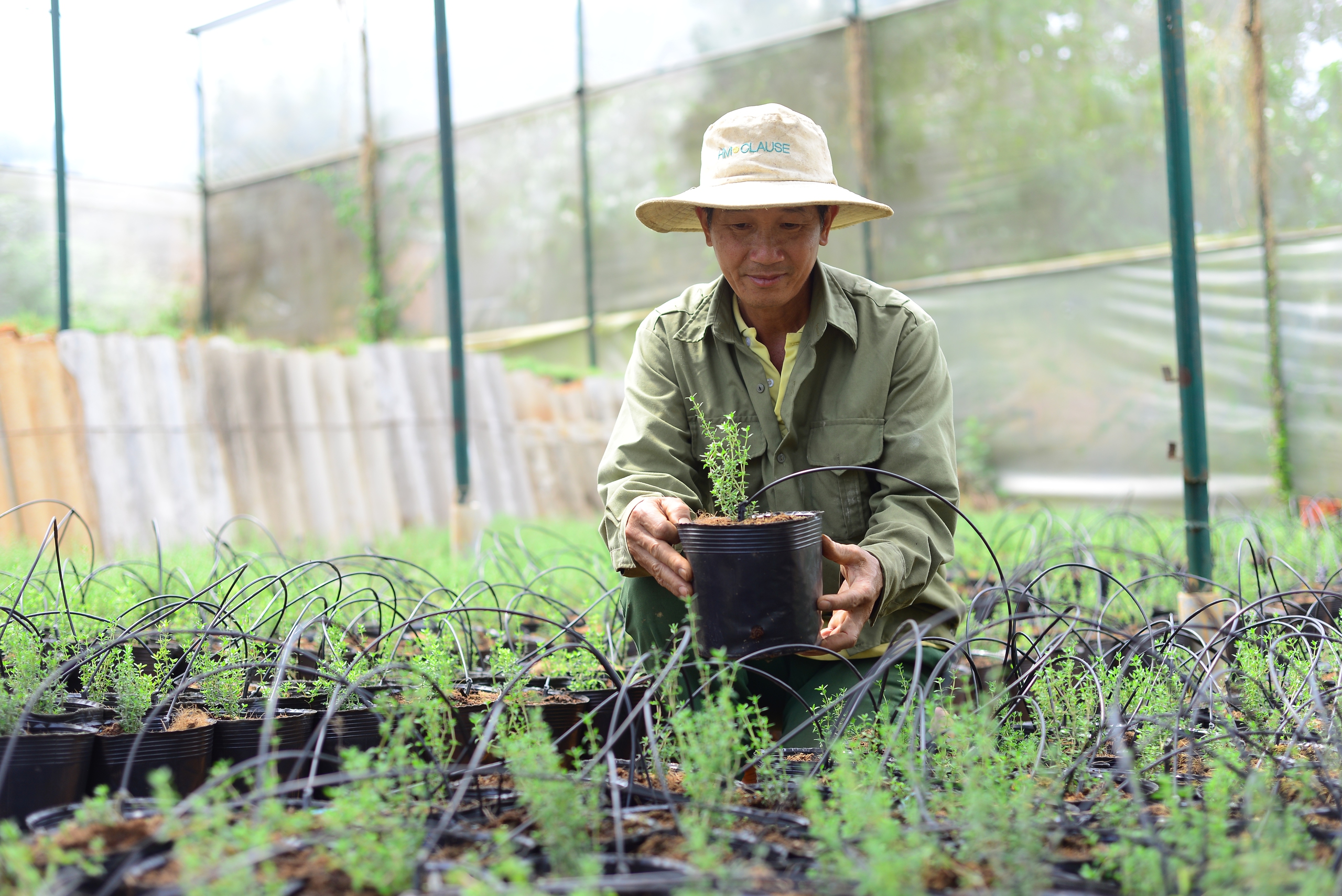 Bỏ phố về quê, vợ chồng trẻ Lâm Đồng trồng thứ cây thơm khắp làng, chiết tinh dầu bán 3 triệu/lít- Ảnh 6.