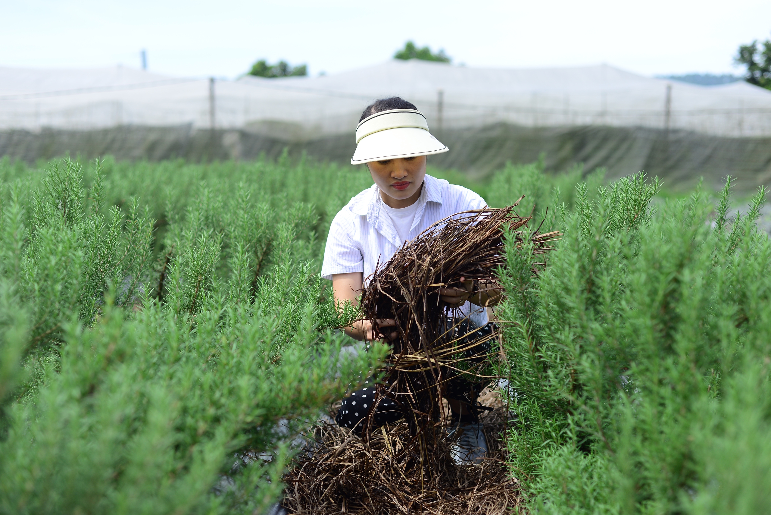 Bỏ phố về quê, vợ chồng trẻ Lâm Đồng trồng thứ cây thơm khắp làng, chiết tinh dầu bán 3 triệu/lít- Ảnh 3.