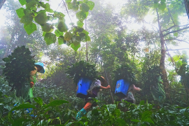 Một nơi ở Sa Pa của Lào Cai, hễ trời mưa dân vô rừng vặt thứ lá gì đêm về nấu ra nước nhuộm vải?- Ảnh 6.