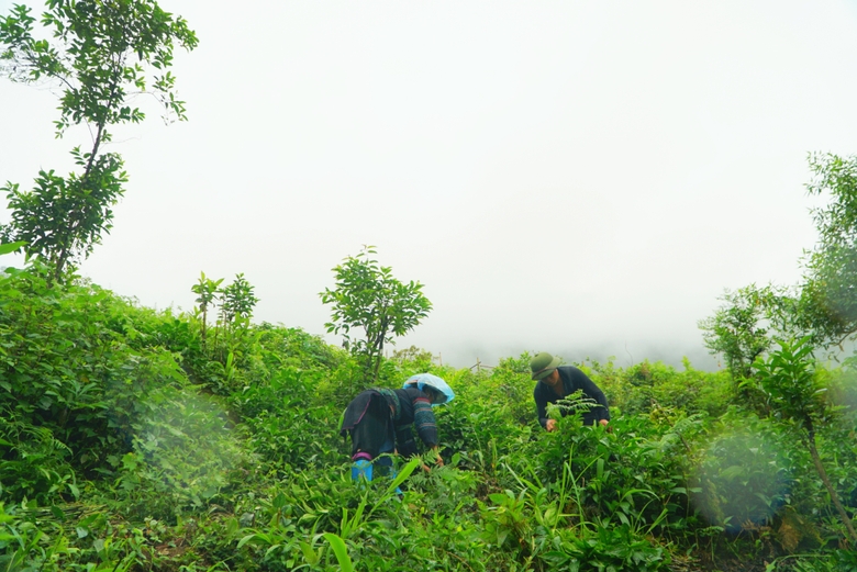 Một nơi ở Sa Pa của Lào Cai, hễ trời mưa dân vô rừng vặt thứ lá gì đêm về nấu ra nước nhuộm vải?- Ảnh 1.