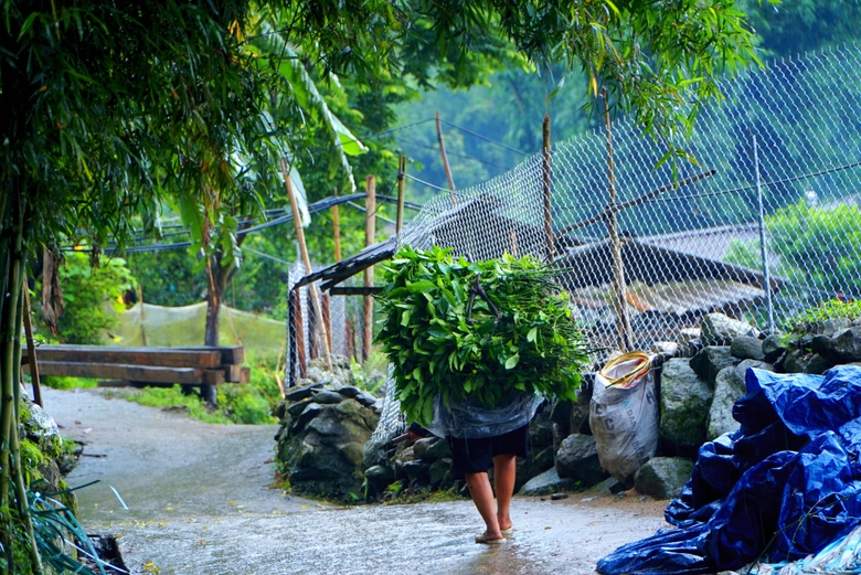 Một nơi ở Sa Pa của Lào Cai, hễ trời mưa dân vô rừng vặt thứ lá gì đêm về nấu ra nước nhuộm vải?- Ảnh 7.