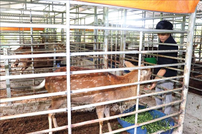 Con động vật cứ cắt sừng năm nay năm sau lại mọc, anh nông dân Tiền Giang nuôi thành công- Ảnh 1.