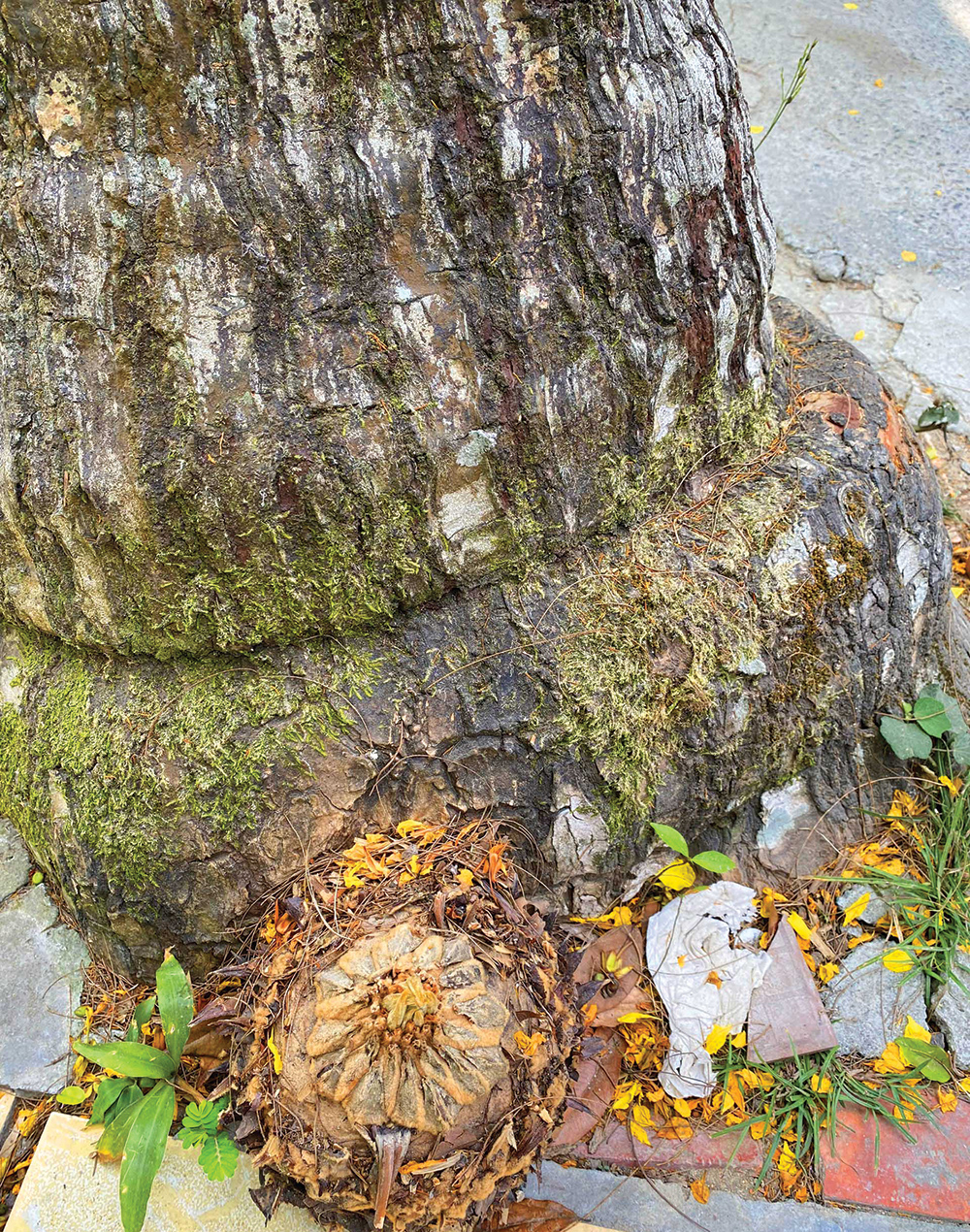 Loài cây cổ thụ này mọc trên một ngọn núi của An Giang ai cũng biết tên mà chả biết tuổi, gốc như hóa đá- Ảnh 1.