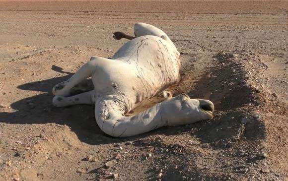 Vì sao không được phép chạm vào xác lạc đà chết trong sa mạc?- Ảnh 2.