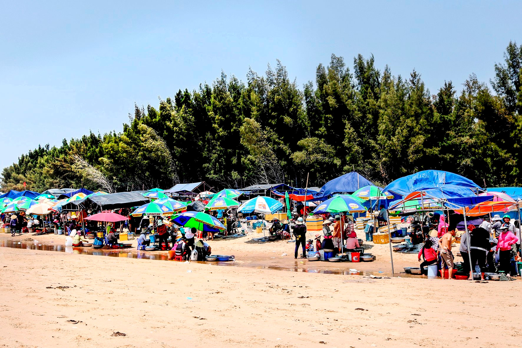 Ở một nơi của Bình Thuận thấy cắm ô rợp trời, ngỡ bãi biển tấp nập, hóa ra là chợ làng, bán cá theo chậu- Ảnh 1.