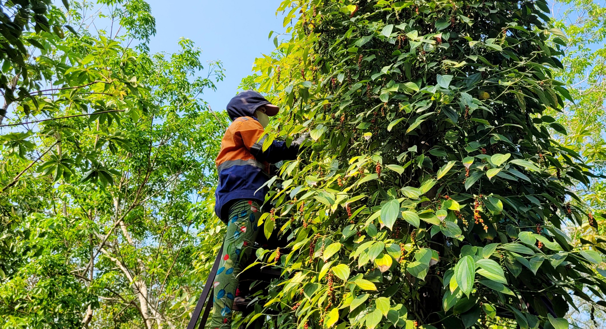 Hạt này tăng giá cái vù, ở một nơi của Bà Rịa-Vũng Tàu loại "cây bỏ bê" nay hóa ra "cây vàng đen" đang hot- Ảnh 1.