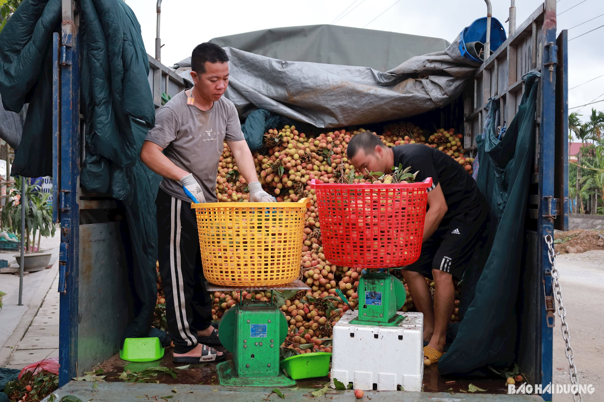 Một huyện của tỉnh Hải Dương, chỉ bán một thứ trái cây đỏ hồng mà nông dân thu 1.000 tỷ- Ảnh 1.