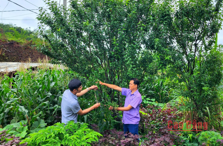 Ở Cao Bằng có một loại mận máu ví như cherry Việt Nam, hái đến đâu, thương lái thu mua sạch- Ảnh 2.