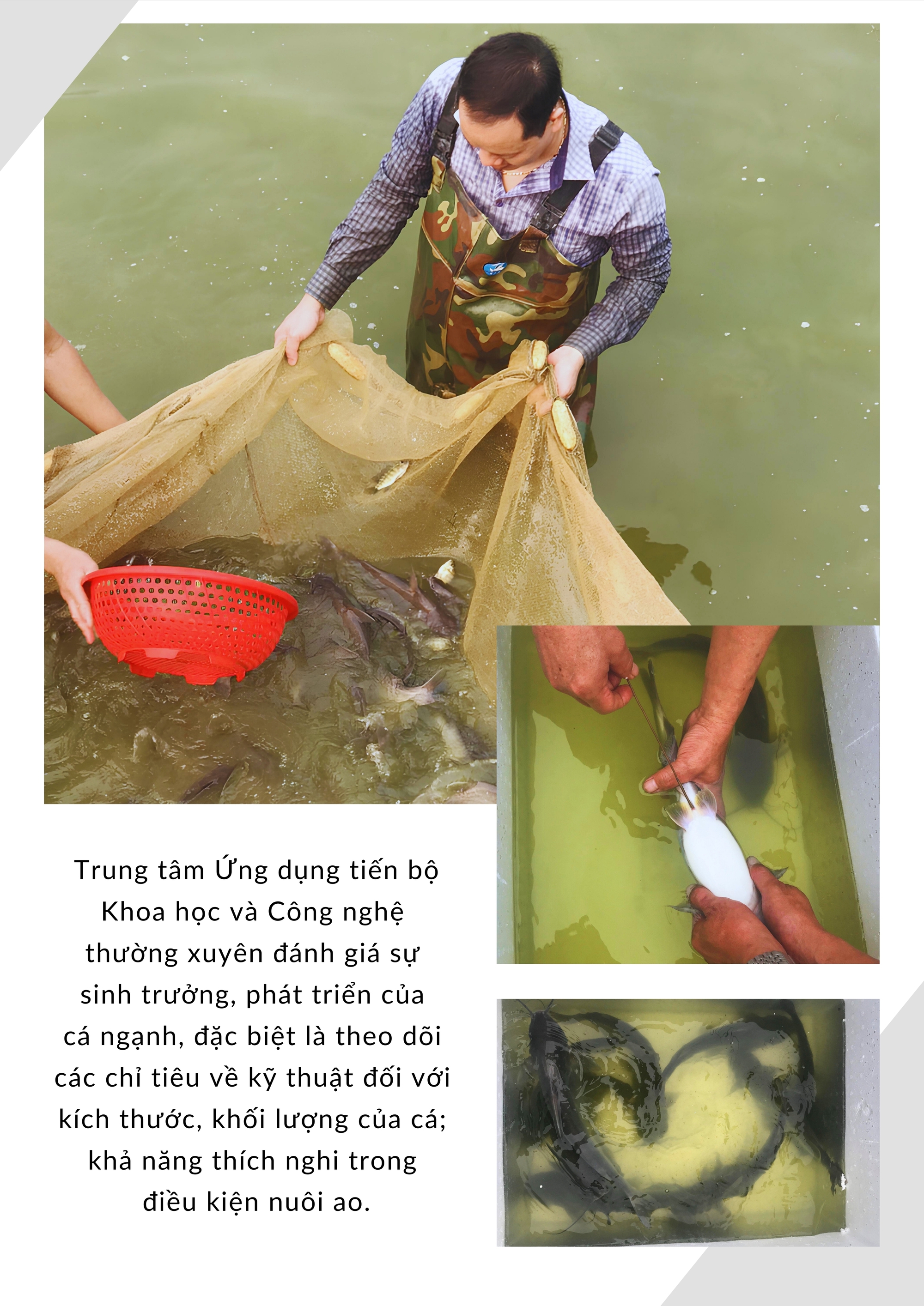 Ở một xã của Lào Cai, dân đang nuôi loại cá đặc sản, nghe tên đã thích, thấy tận mắt còn ham mua- Ảnh 1.