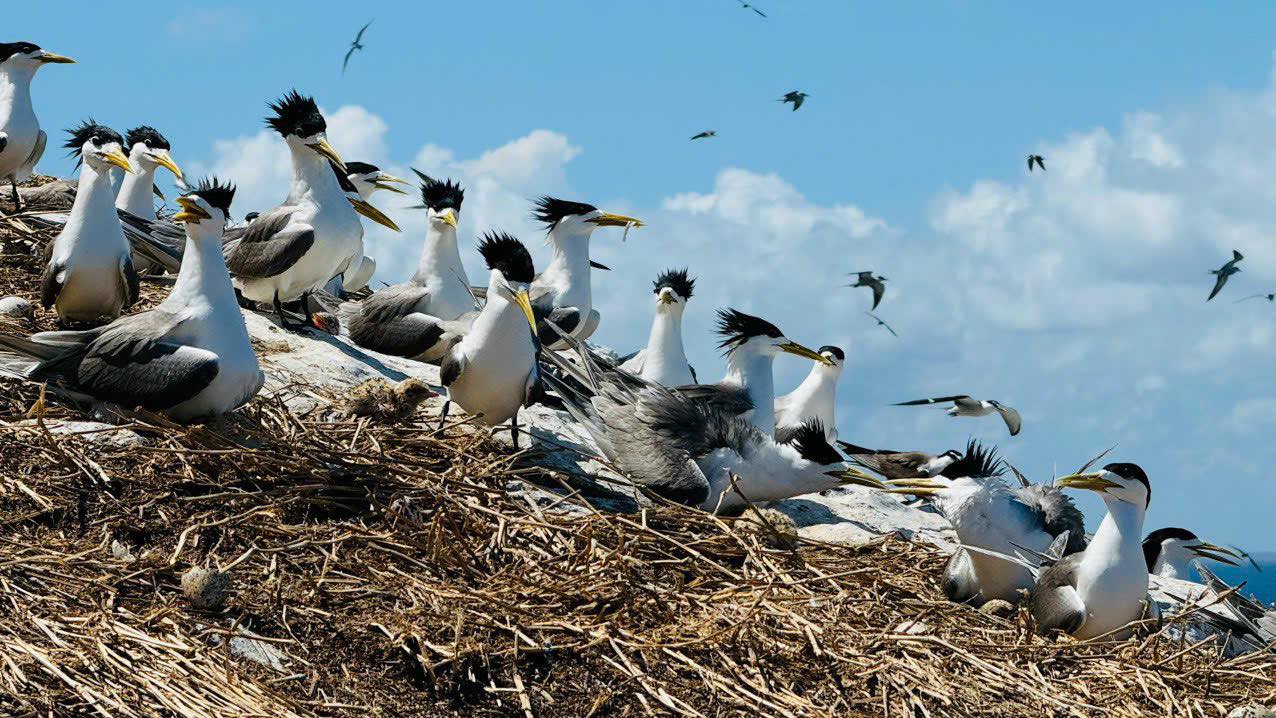 Một hòn đảo thuộc tỉnh Bà Rịa - Vũng Tàu, cả đảo không một bóng cây mà có đến 80 loài chim sinh sống- Ảnh 1.