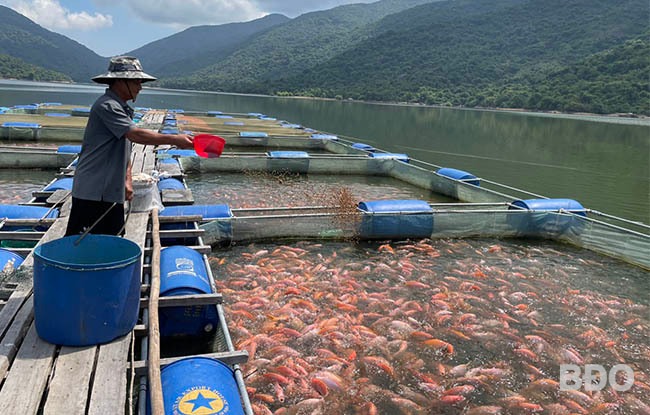 Nuôi dày đặc một loại cá nổi lên đớp mồi toàn màu hồng, nông dân này ở Bình Định bán 1,5 tấn, lãi 480 triệu- Ảnh 1.