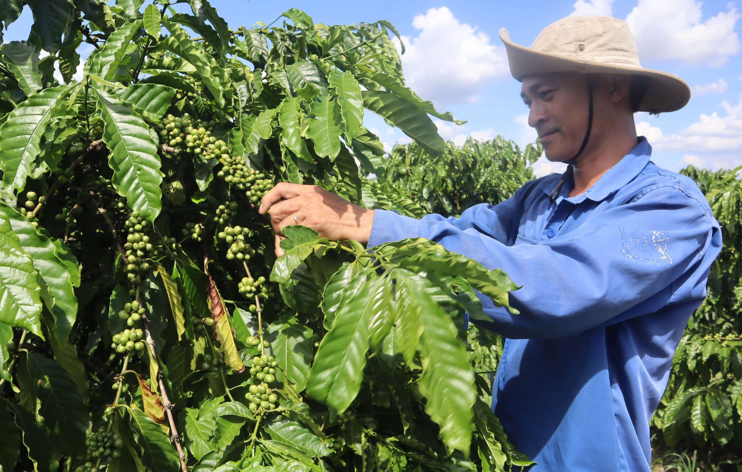 Một giống cà phê được trồng ở Tây Nguyên cho năng suất 4,3 tấn/ha, làm lợi trên 31.000 tỷ đồng cho nông dân- Ảnh 5.