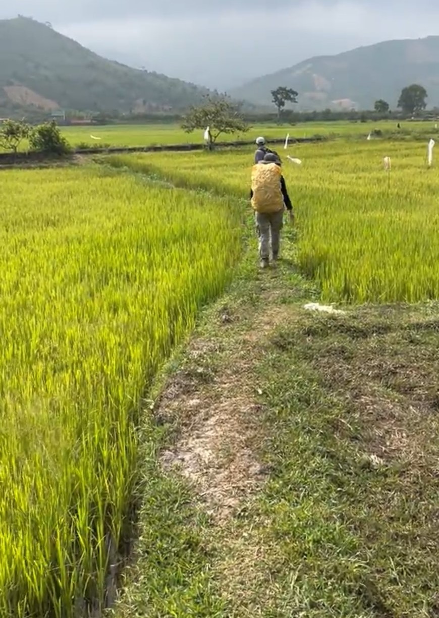 Trèo lên một ngọn núi cao ở Lâm Đồng phải "lội" qua cánh đồng, lên tới nơi thấy dòng thác đẹp, "cây đa bóp cổ"- Ảnh 1.