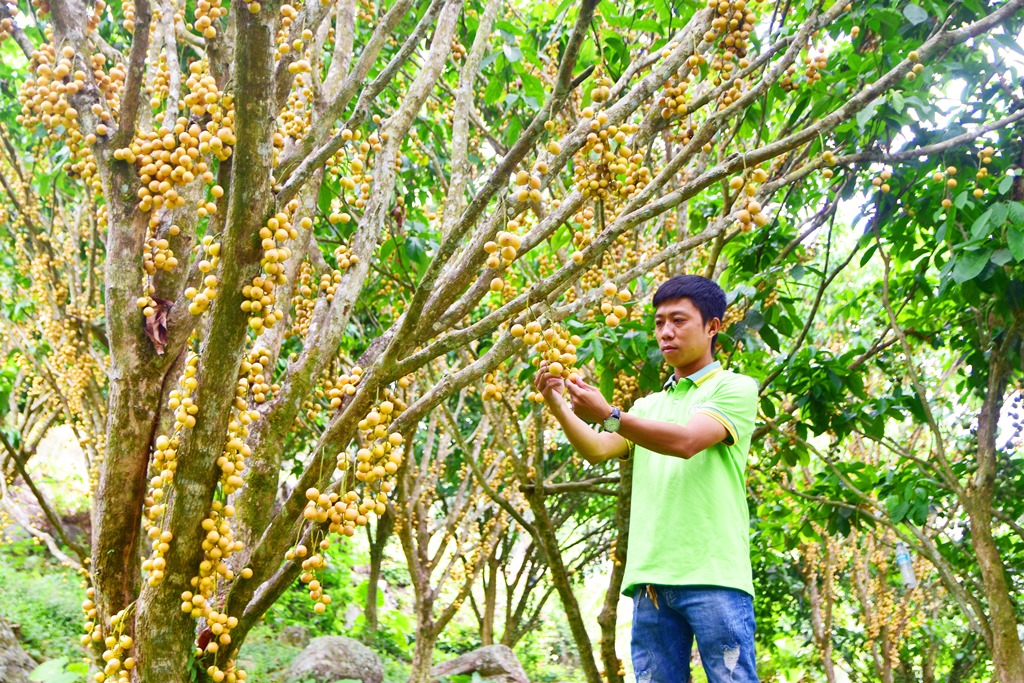 Ngọn núi này ở An Giang dân đang trồng loại cây, trái treo đếm chả xuể, dân mua ăn rồi tiện đi ngắm mây- Ảnh 2.