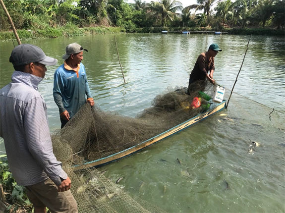 Đây là loài vật đẹp mã, dân Hậu Giang nuôi thành công dưới ao đất, bắt 10 tấn, bán 65.000 đồng/kg- Ảnh 2.