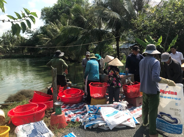 Đây là loài vật đẹp mã, dân Hậu Giang nuôi thành công dưới ao đất, bắt 10 tấn, bán 65.000 đồng/kg- Ảnh 6.