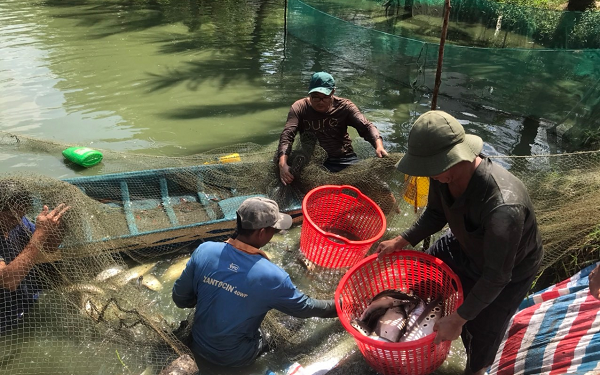 Đây là loài vật đẹp mã, dân Hậu Giang nuôi thành công dưới ao đất, bắt 10 tấn, bán 65.000 đồng/kg