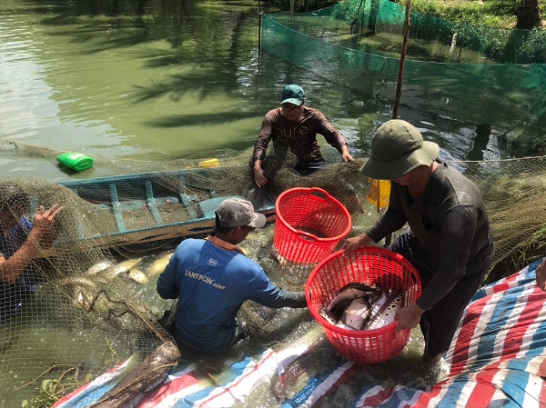 Đây là loài vật đẹp mã, dân Hậu Giang nuôi thành công dưới ao đất, bắt 10 tấn, bán 65.000 đồng/kg- Ảnh 5.