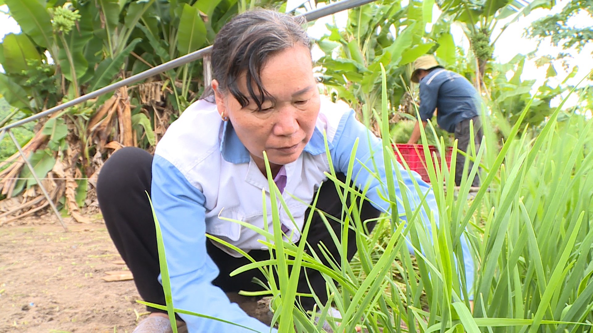 Một nơi ở Bà Rịa-Vũng Tàu, thấy dân ra đồng ngồi cắt loại cây trông như cỏ hoang, ai dè là thứ rau ngon- Ảnh 2.