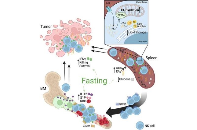 Nhịn ăn giúp các tế bào tiêu diệt tự nhiên chống lại ung thư tốt hơn- Ảnh 1.