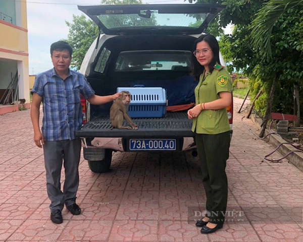 Một nông dân Quảng Bình mua con động vật hoang dã này về nuôi, sau "giật mình, tá hỏa" đem nộp cho kiểm lâm- Ảnh 1.