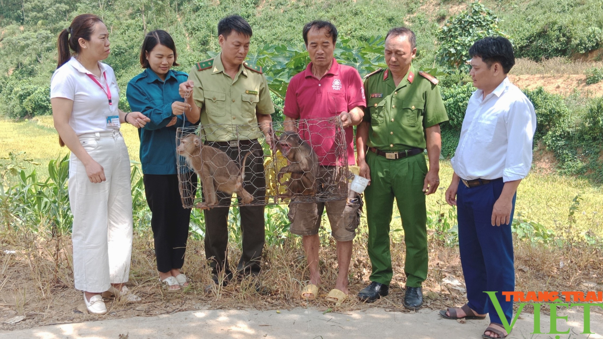 Sơn La: Thả 02 cá thể khỉ quý hiếm về tự nhiên- Ảnh 2.