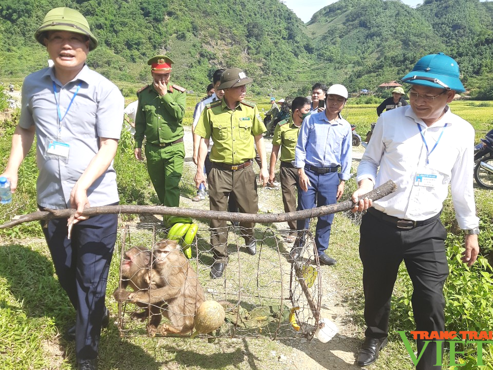 Sơn La: Thả 02 cá thể khỉ quý hiếm về tự nhiên- Ảnh 4.