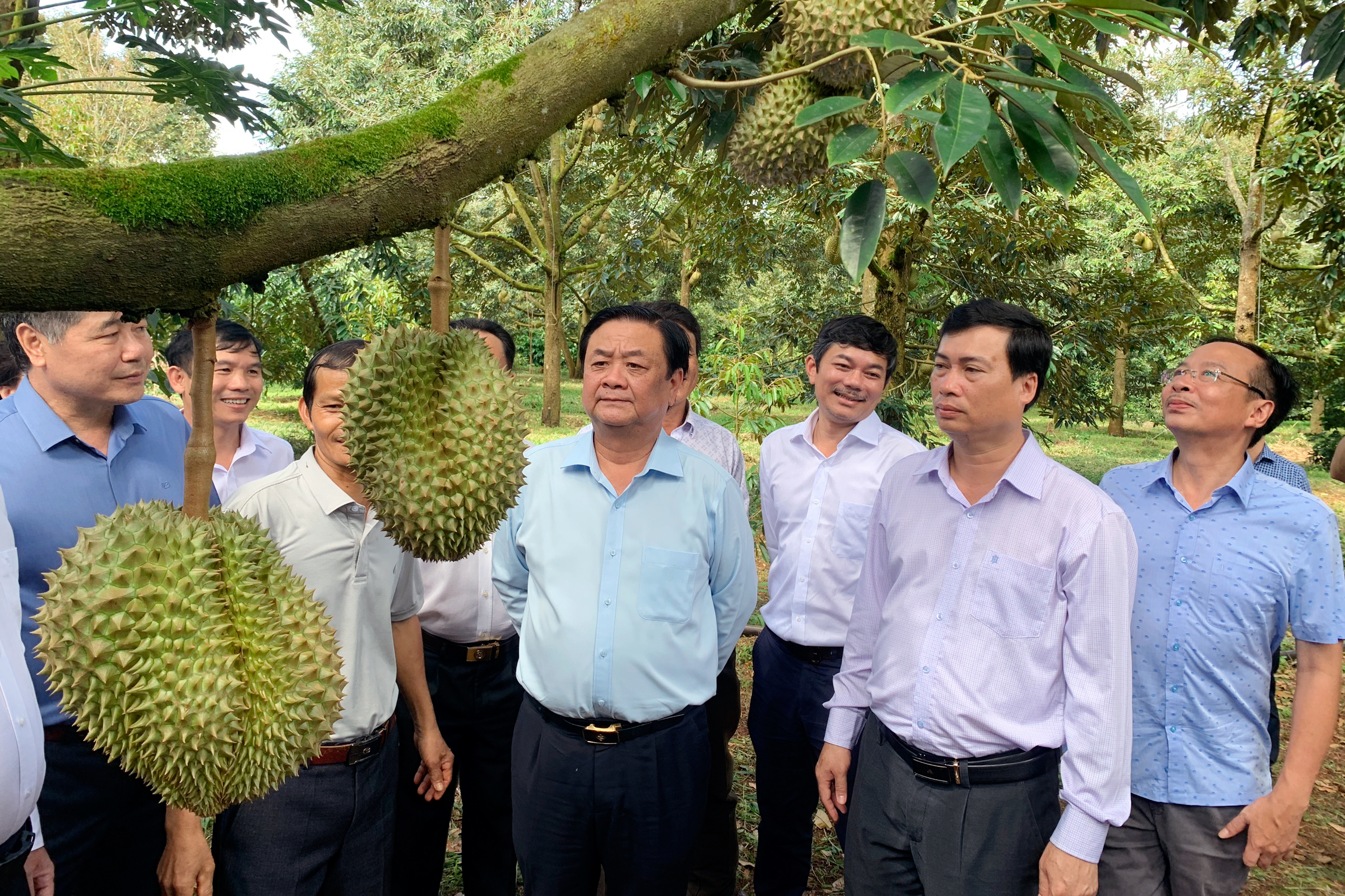 Đây là loại quả đặc sản đang chín thơm lừng vùng Tây Nguyên, hễ cắt bán là nhà nào cũng có cục tiền to- Ảnh 5.