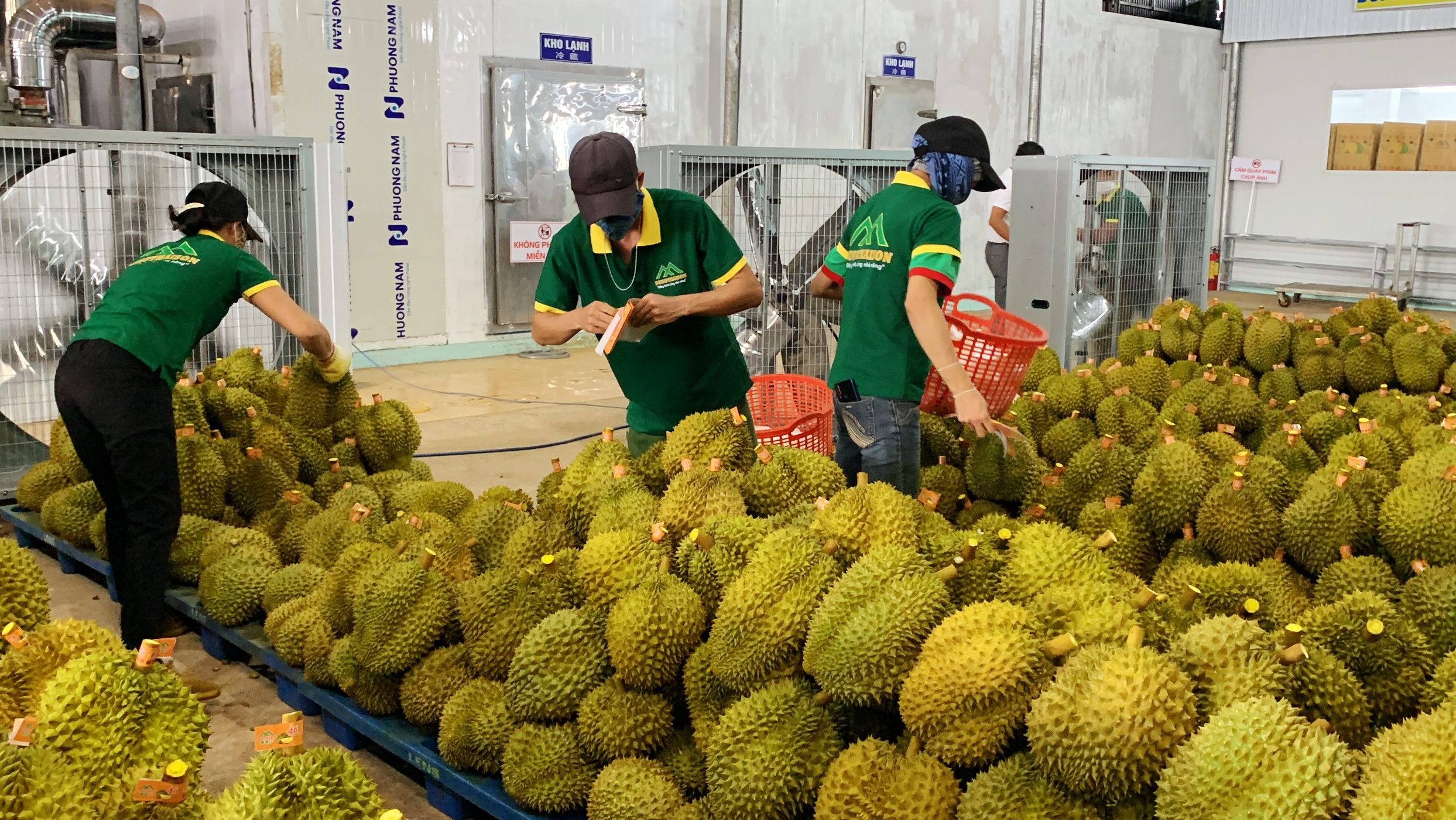 Đây là loại quả đặc sản đang chín thơm lừng vùng Tây Nguyên, hễ cắt bán là nhà nào cũng có cục tiền to- Ảnh 4.