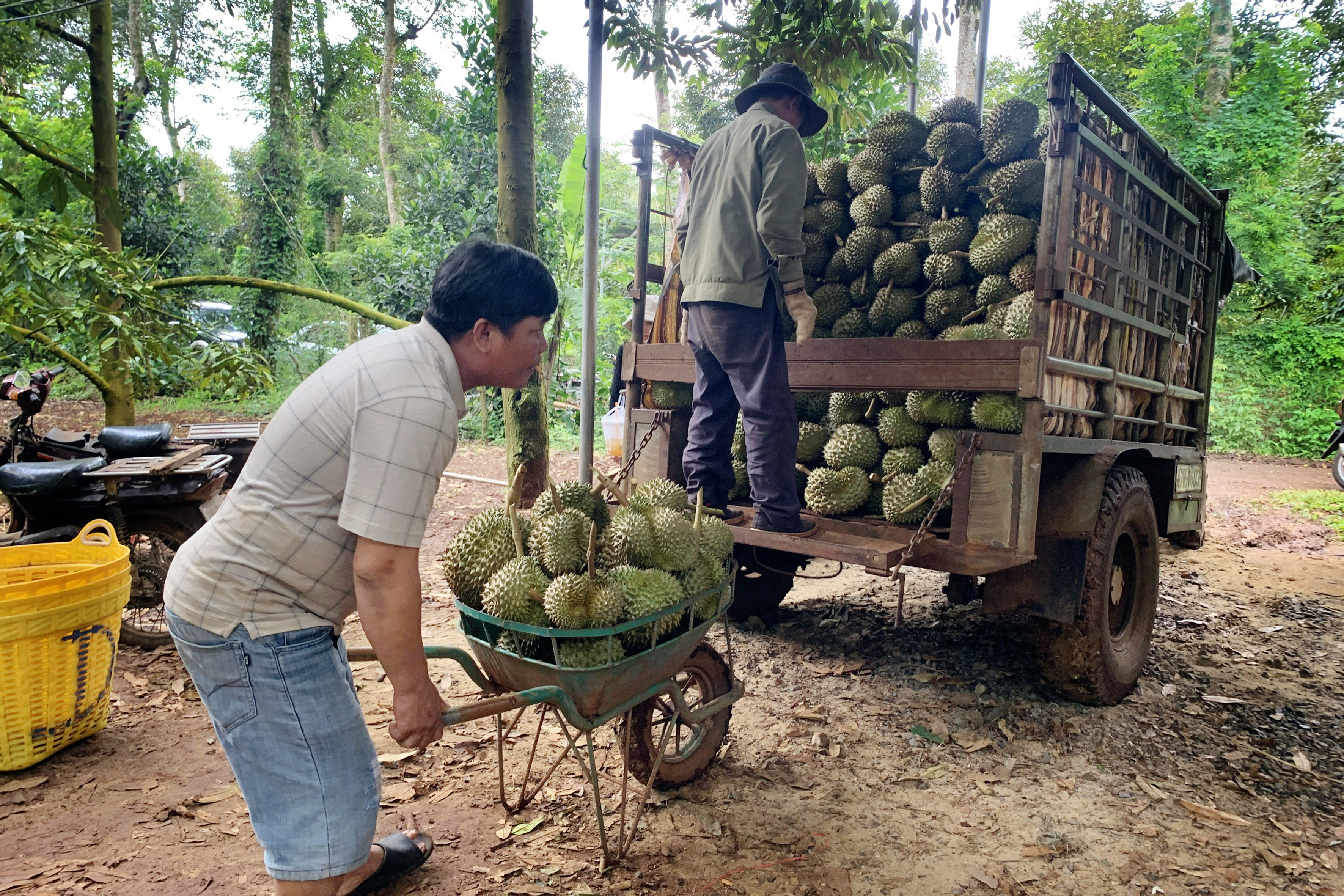 Đây là loại quả đặc sản đang chín thơm lừng vùng Tây Nguyên, hễ cắt bán là nhà nào cũng có cục tiền to- Ảnh 2.