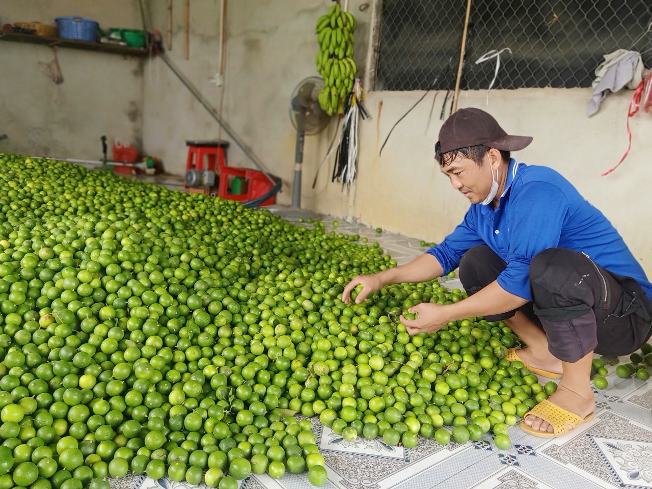 Trồng chanh lá thơm ngon, quả chả có hạt, nông dân Tây Ninh cắt bán hàng tấn vẫn hết veo- Ảnh 1.