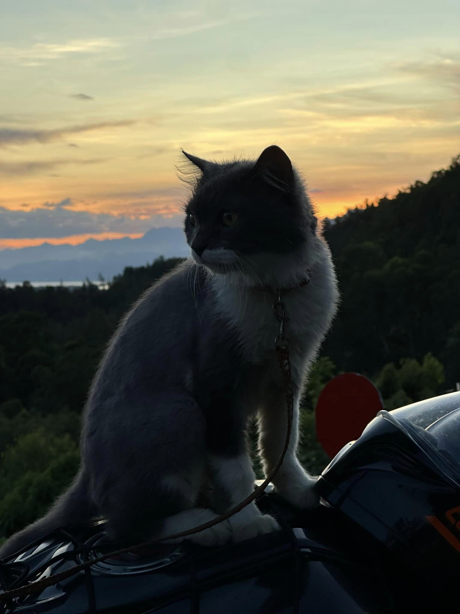 Chàng trai trẻ và hành trình phượt Bắc - Nam cùng mèo cưng - Ảnh 12.