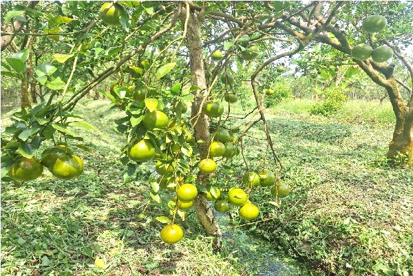 Vô vườn cây ăn trái đặc sản ở Hậu Giang, bất ngờ thấy cây thấp tè trái quá trời, tha la sát đất- Ảnh 2.