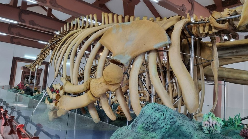 Bí ẩn 2 bộ xương cá voi lớn nhất Việt Nam mang tên Đồng Đình Đại Vương và Đức Ngư nhị vị tôn thần- Ảnh 2.