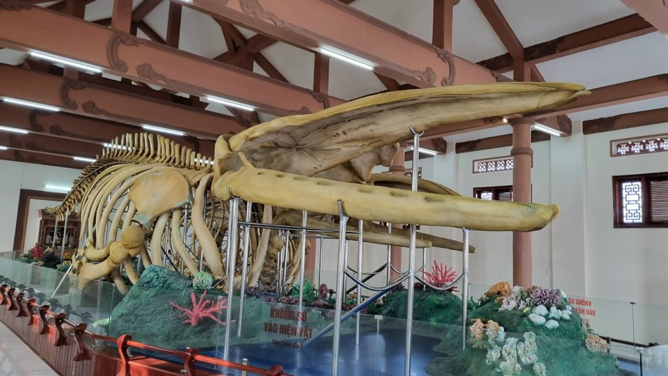 Bí ẩn 2 bộ xương cá voi lớn nhất Việt Nam mang tên Đồng Đình Đại Vương và Đức Ngư nhị vị tôn thần- Ảnh 5.